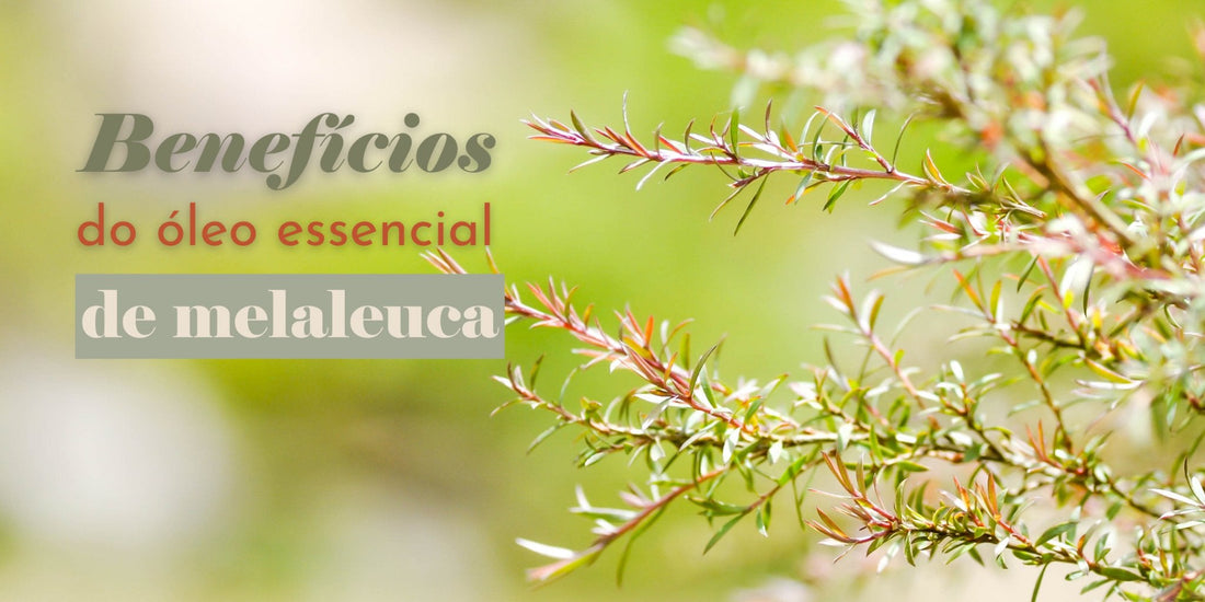 Planta em fundo verde com detalhes sobre benefícios do óleo essencial de melaleuca