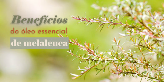 Planta em fundo verde com detalhes sobre benefícios do óleo essencial de melaleuca